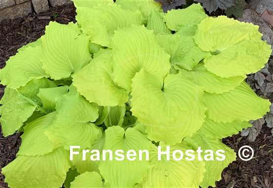 Hosta Seven Year Itch